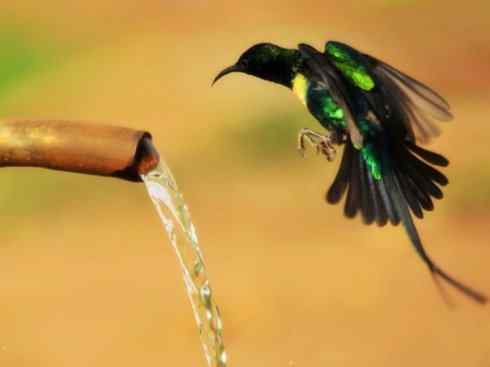 美丽无罪：雀鸟之太阳鸟