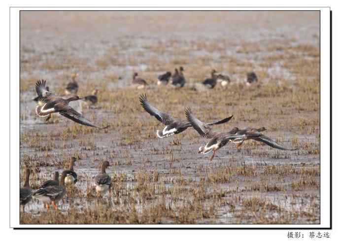 适马500mm镜头下的鄱阳湖大雁 适马500mm镜头下的鄱阳湖大雁