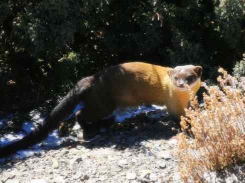 十大喜食蜂蜜动物：黄喉貂
