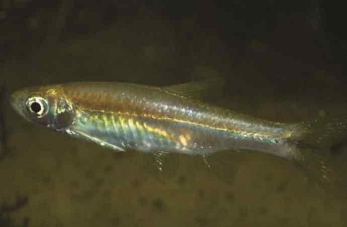 鱼类活化石：虱目鱼