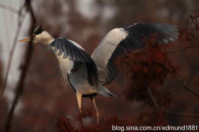 800mm的轻便大炮-望远镜摄影之习作