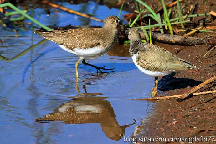 美国鸟类摄影——对影成三鸟
