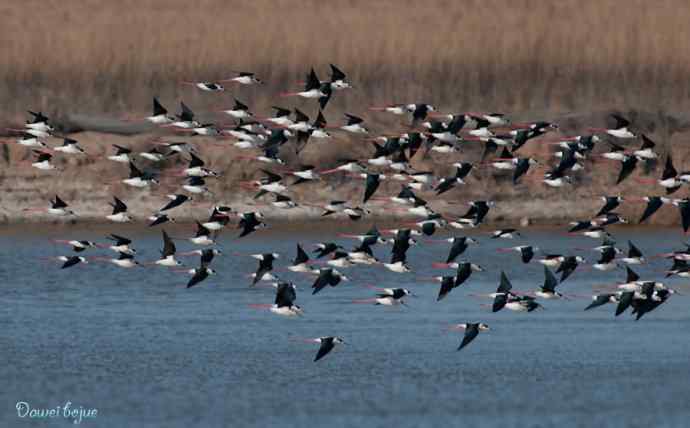 黑翅长脚鹬的港湾