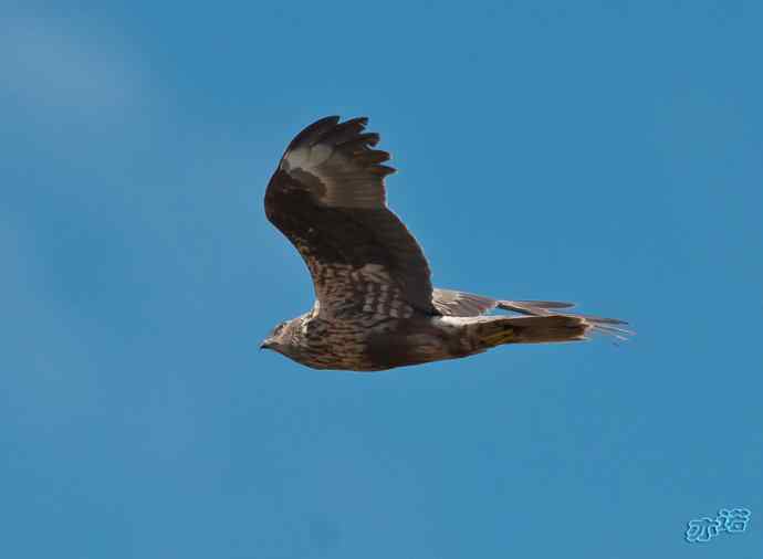 官厅水库 wbr路 wbr白腹鹞 官厅水库 wbr路 wbr白腹鹞