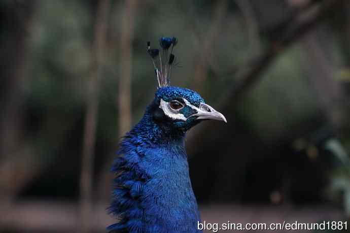 轻便的1000mm-3000mm的穷人大炮 轻便的1000mm-3000mm的穷人大炮