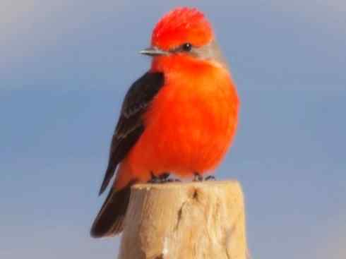 极品红色鸟类：朱红霸鶲