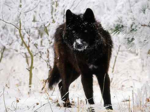 白虎：传说的兽原型探秘（孟加拉虎）