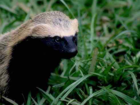 十大喜食蜂蜜动物：蜜獾