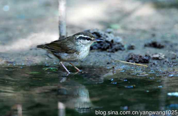 鳞头树莺（记录版）