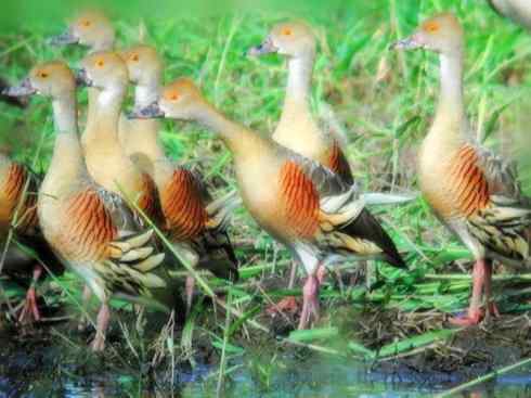 欣赏:美丽的树鸭 欣赏:美丽的树鸭