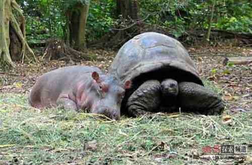 2006年度十大动物故事