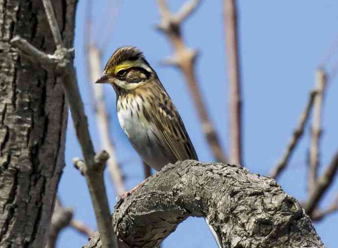 231.打鸟归来收获多多---(3)黃眉鵐、黄喉鹀