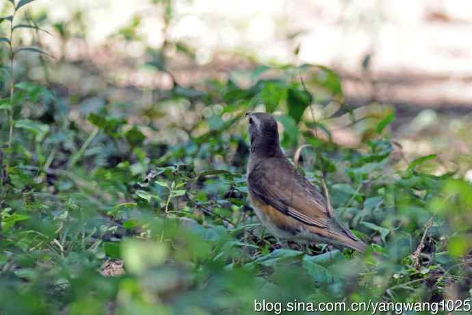 白眉鸫（记录版）