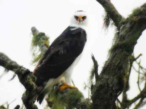 白头鸟系列：另类的美丽（白尾鸢）