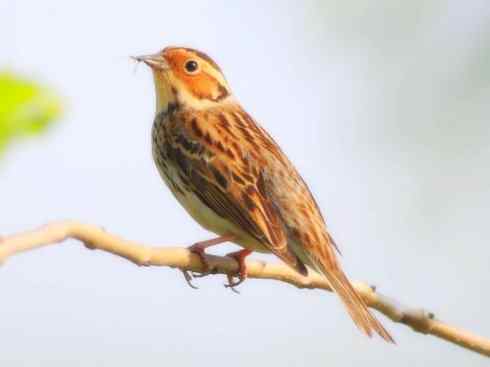 家禽驯化之源之十八