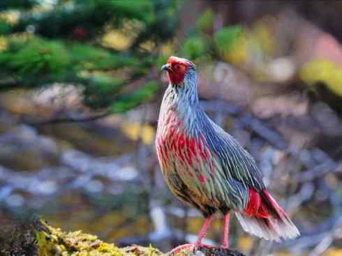 极品红色鸟类：红蜂虎