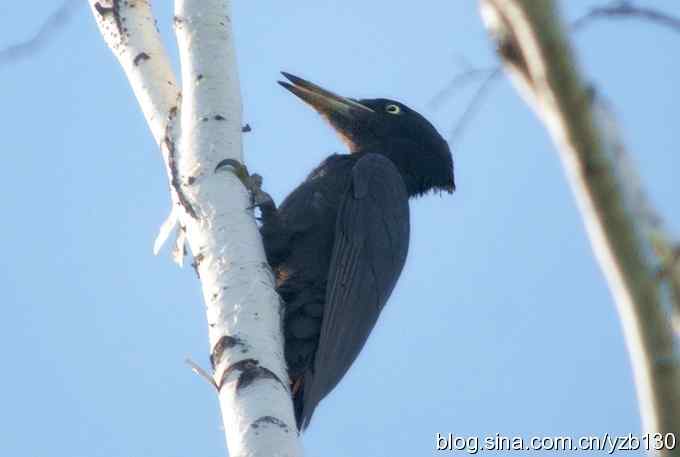 不常见的黑啄木鸟（组图，4张图片）