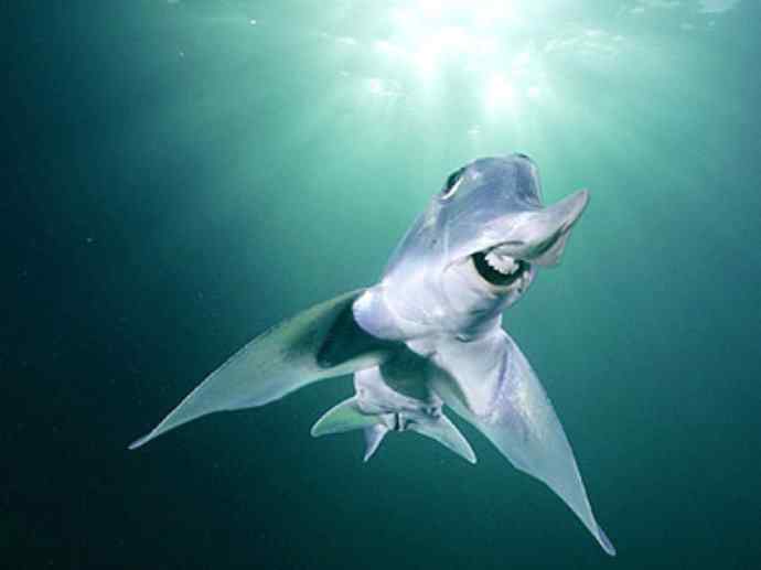 鱼类活化石：叶吻银鲛