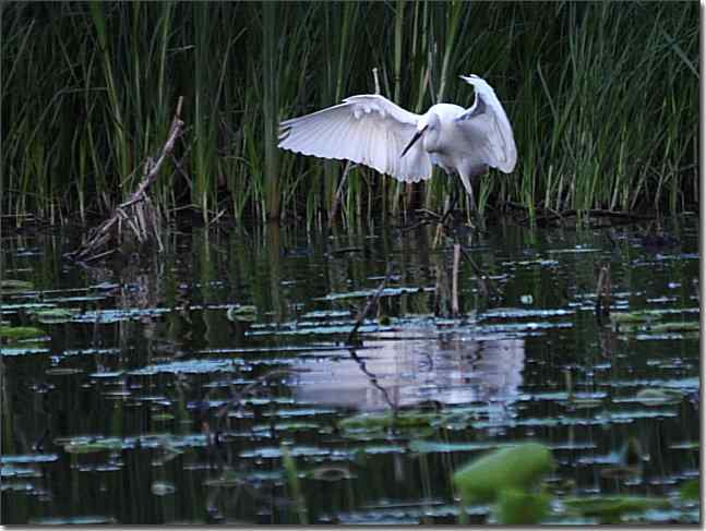  点击图片或使用键盘← →翻页