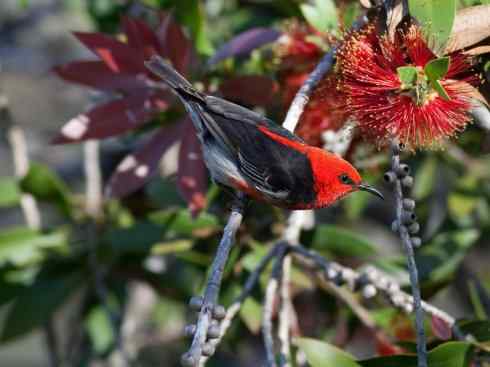 极品红色鸟类：绯红摄蜜鸟