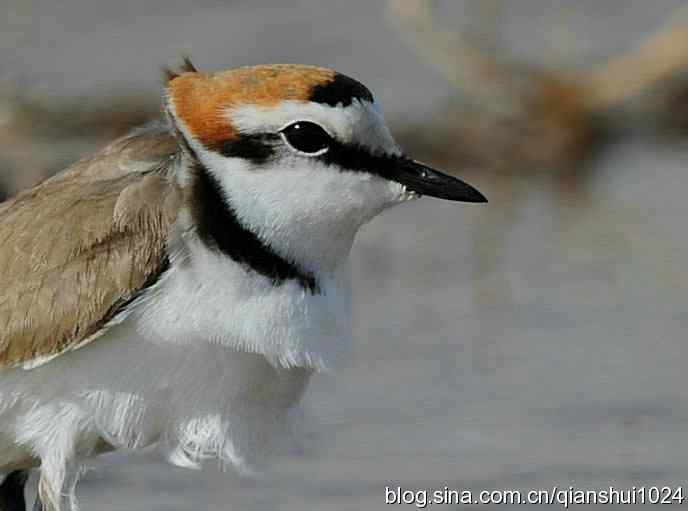 野鸭湖新拍小鸟.环颈鸻