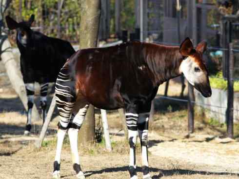 独角兽：传说的兽原型探秘（霍加狓）