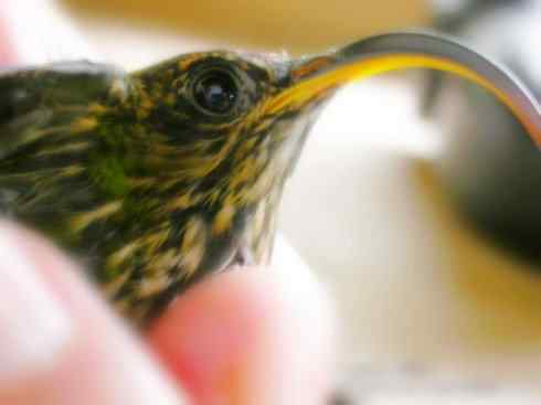 猎奇：奇特的鸟喙之九