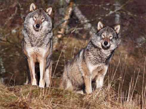 犬科：犬亚科犬属之灰狼