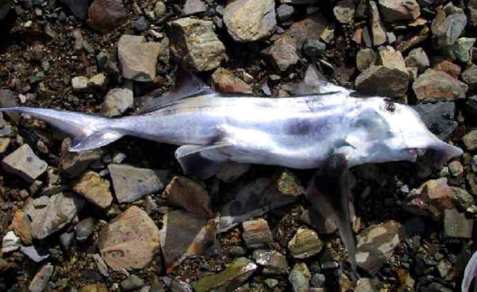 鱼类活化石：叶吻银鲛