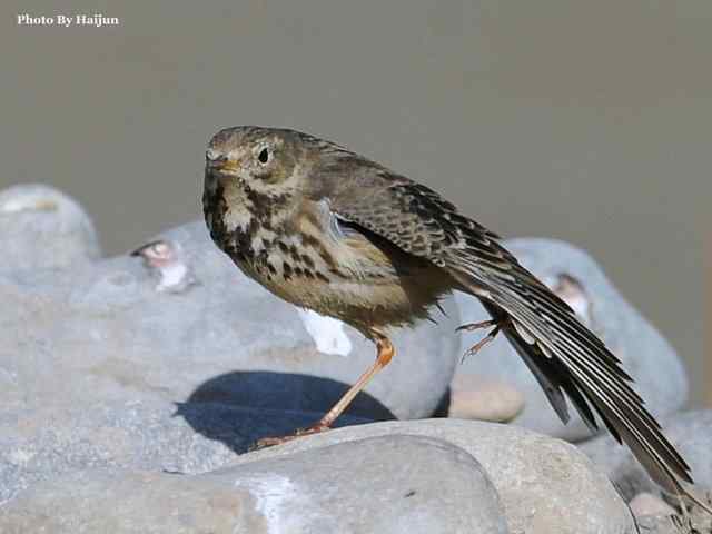 猎艳(红尾水鸲与白顶溪鸲) 猎艳(红尾水鸲与白顶溪鸲)