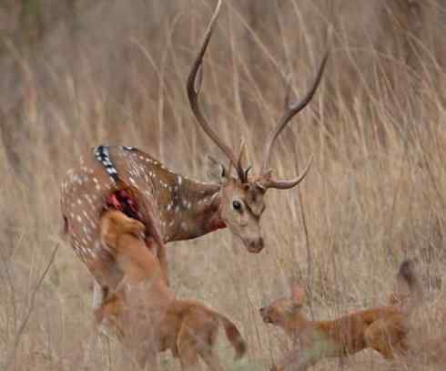 狈：传说的兽原型探秘（豺）
