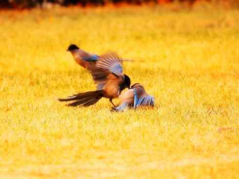 雀鸟也彪悍：赤练仙子（灰喜鹊）