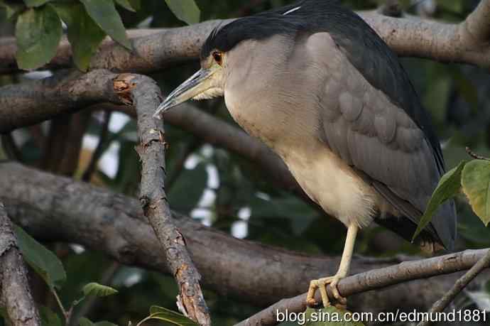 轻便的1000mm-3000mm的穷人大炮 轻便的1000mm-3000mm的穷人大炮