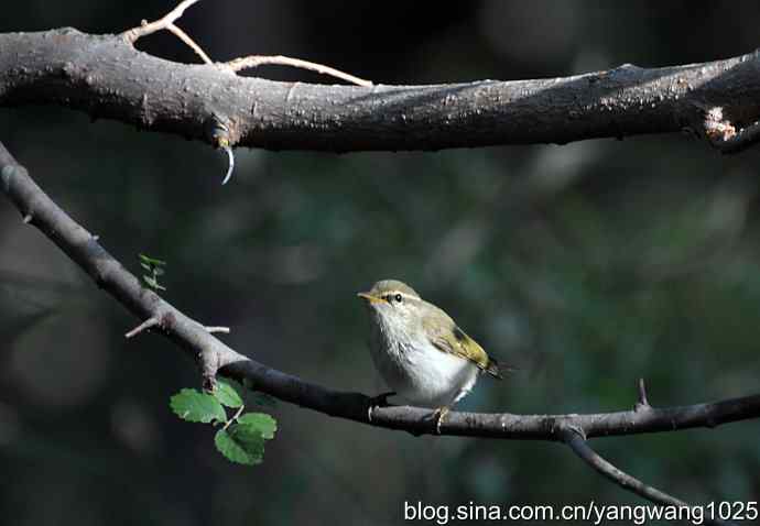 巨嘴柳莺（枝干篇）
