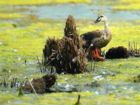 家禽驯化之源之二
