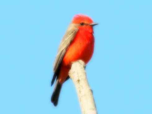 雀鸟也彪悍：四两拨千斤（王霸鹟）