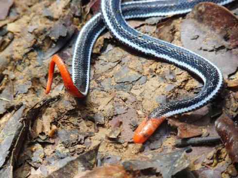 龙：传说的兽原型探秘（环蛇类）