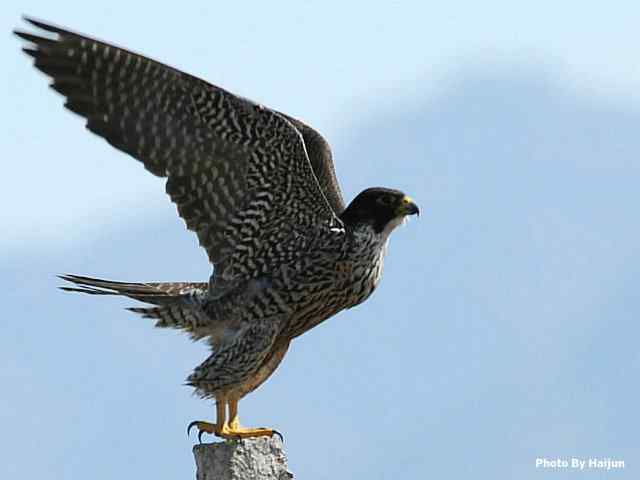 高速连拍游隼起飞瞬间