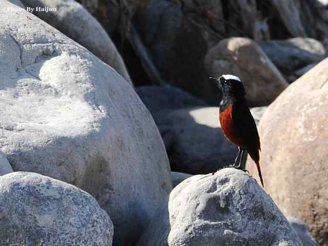 猎艳(红尾水鸲与白顶溪鸲) 猎艳(红尾水鸲与白顶溪鸲)