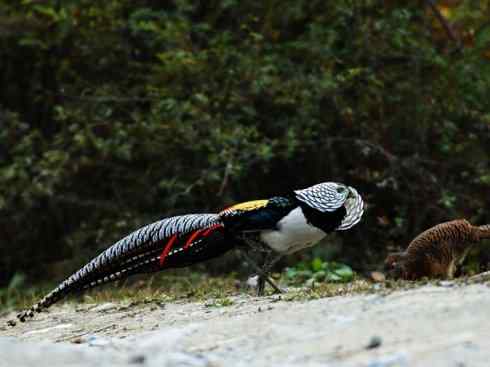 凤凰：传说中的鸟原型探秘（锦鸡）