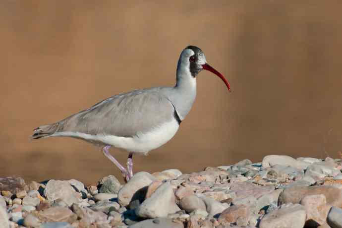 携鹮嘴鹬恭贺新春☆