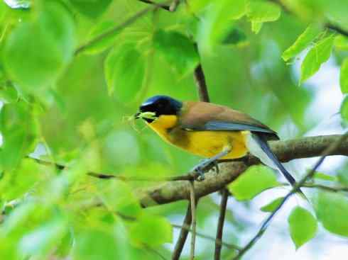 美丽无罪：雀鸟之噪鹛