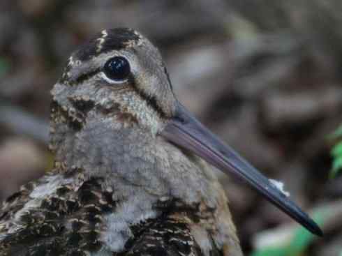 鸟类之最:小丘鹬 鸟类之最:小丘鹬