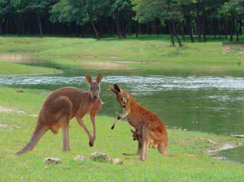 动物世界：山寨还是原创之八