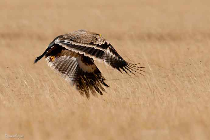 草上飞. wbr草原雕起飞连拍