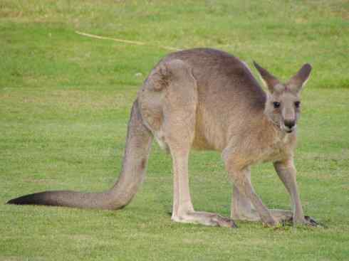 动物世界：山寨还是原创之八