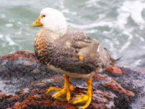 白头鸟系列:另类的美丽9 白头鸟系列:另类的美丽9