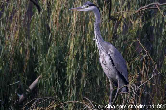 800mm的轻便大炮-望远镜摄影之习作