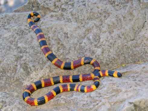 龙：传说的兽原型探秘（环蛇类）