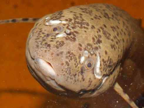 鱼类活化石：美洲肺鱼